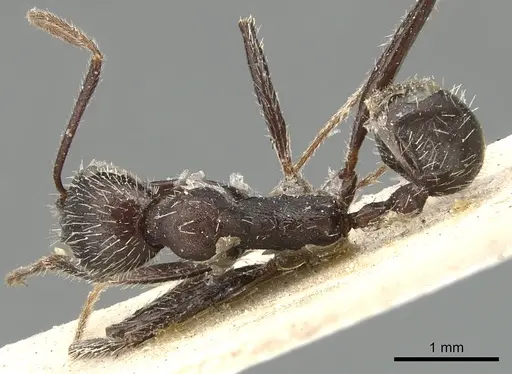 Aphaenogaster inermita specimen CASENT0904181 image casent0904181_1