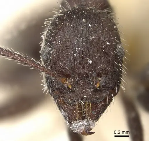 Aphaenogaster inermita specimen CASENT0904181 image casent0904181_2