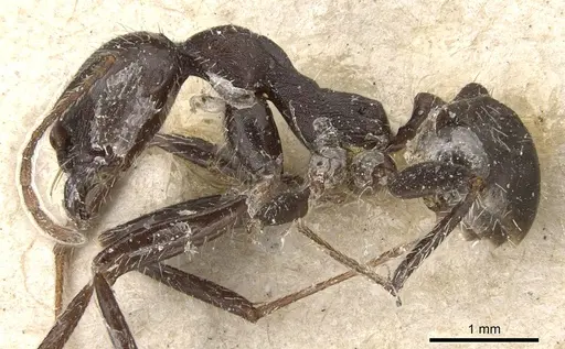 Aphaenogaster inermita specimen CASENT0904181 image casent0904181_3