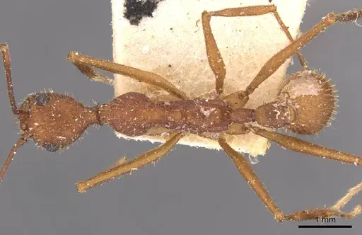 Aphaenogaster inermita specimen CASENT0907708 image casent0907708_1