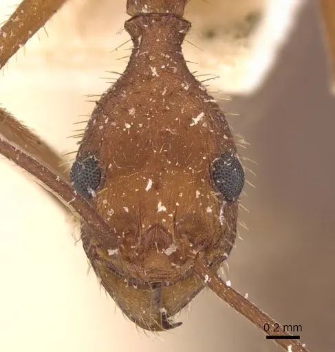 Aphaenogaster inermita specimen CASENT0907708 image casent0907708_2