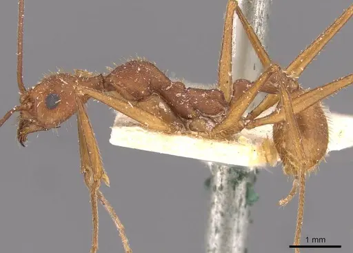 Aphaenogaster inermita specimen CASENT0907708 image casent0907708_4