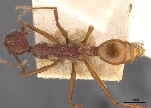 Aphaenogaster inermita specimen CASENT0907709 image casent0907709_1