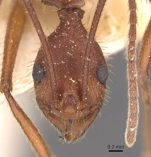 Aphaenogaster inermita specimen CASENT0907709 image casent0907709_2