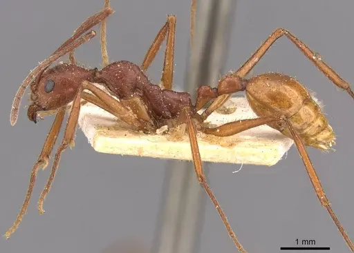 Aphaenogaster inermita specimen CASENT0907709 image casent0907709_3