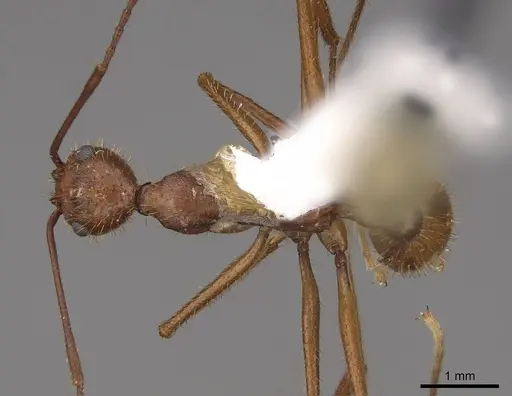 Aphaenogaster inermita specimen CASENT0923118 image casent0923118_1