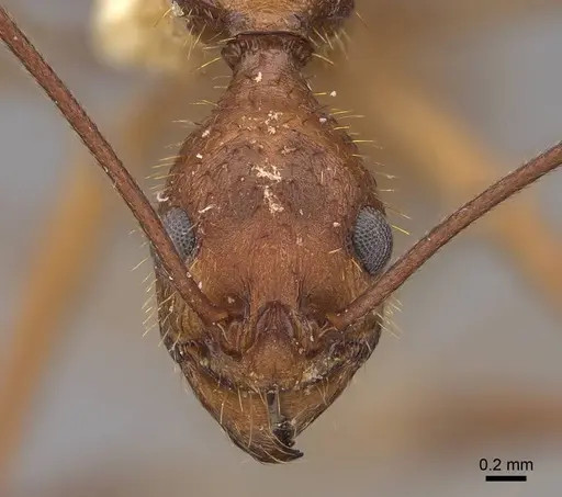 Aphaenogaster inermita specimen CASENT0923118 image casent0923118_2