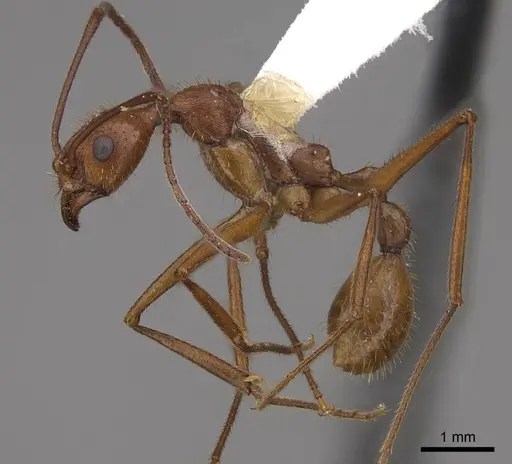 Aphaenogaster inermita specimen CASENT0923118 image casent0923118_3