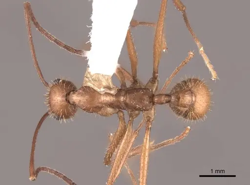 Aphaenogaster inermita specimen FMNHINS0000062989 image fmnhins0000062989_1