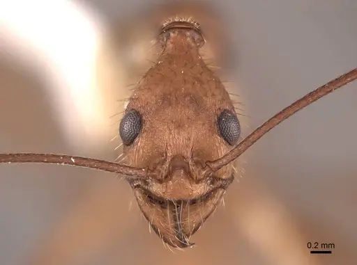 Aphaenogaster inermita specimen FMNHINS0000062989 image fmnhins0000062989_2