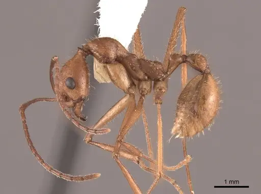 Aphaenogaster inermita specimen FMNHINS0000062989 image fmnhins0000062989_3