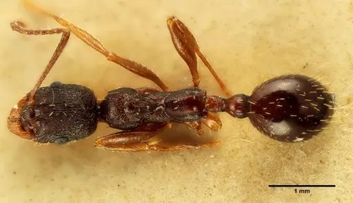 Aphaenogaster italica specimen ANTWEB1041228 image antweb1041228_1