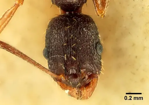 Aphaenogaster italica specimen ANTWEB1041228 image antweb1041228_2