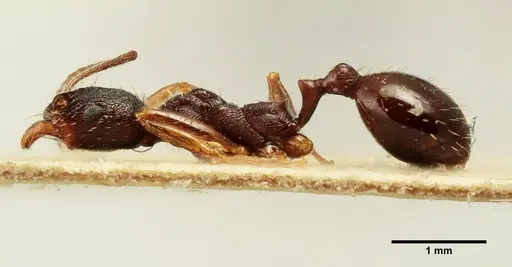 Aphaenogaster italica specimen ANTWEB1041228 image antweb1041228_3