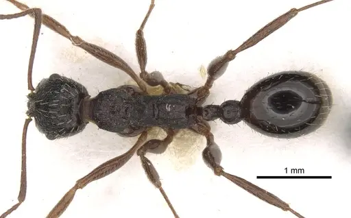 Aphaenogaster italica specimen CASENT0281585 image casent0281585_1