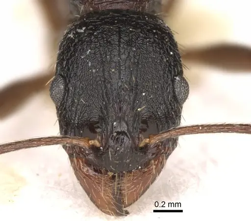 Aphaenogaster italica specimen CASENT0281585 image casent0281585_2