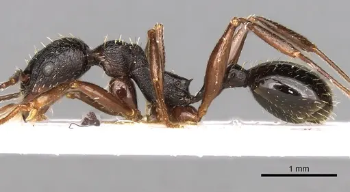 Aphaenogaster italica specimen CASENT0281585 image casent0281585_3