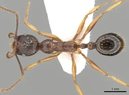 Aphaenogaster japonica specimen CASENT0280952 image casent0280952_1
