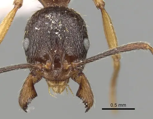Aphaenogaster japonica specimen CASENT0280952 image casent0280952_2