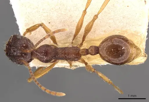 Aphaenogaster japonica specimen CASENT0907700 image casent0907700_1
