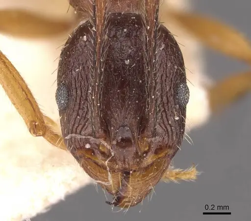 Aphaenogaster japonica specimen CASENT0907700 image casent0907700_2