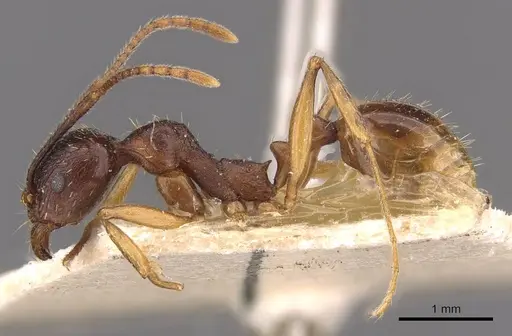 Aphaenogaster japonica specimen CASENT0907700 image casent0907700_3