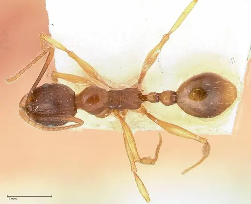 Aphaenogaster japonica specimen FOCOL0606 image focol0606_1