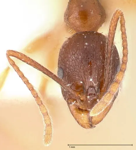 Aphaenogaster japonica specimen FOCOL0606 image focol0606_2