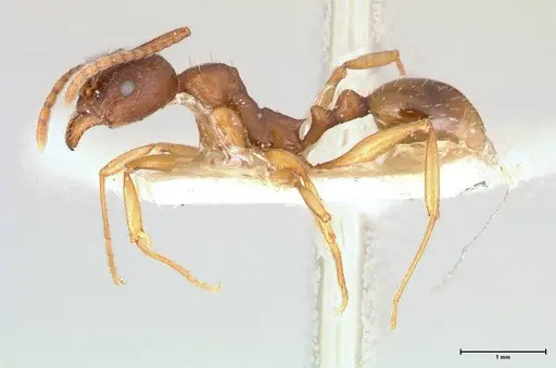 Aphaenogaster japonica specimen FOCOL0606 image focol0606_3