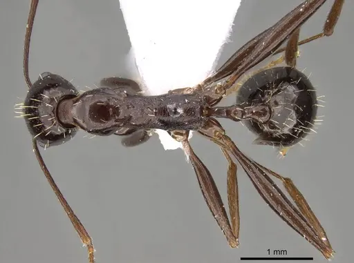 Aphaenogaster jolantae specimen CASENT0914407 image casent0914407_1