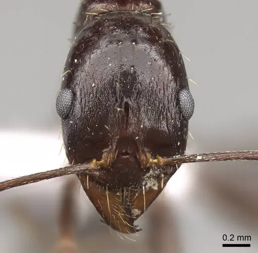 Aphaenogaster jolantae specimen CASENT0914407 image casent0914407_2