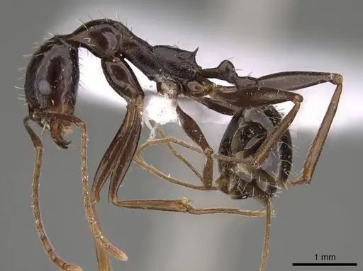 Aphaenogaster jolantae specimen CASENT0914407 image casent0914407_3