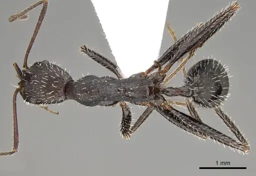Aphaenogaster karpathica specimen CASENT0914404 image casent0914404_1