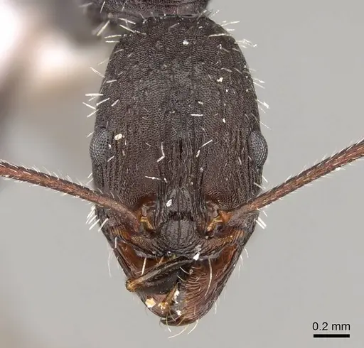 Aphaenogaster karpathica specimen CASENT0914404 image casent0914404_2
