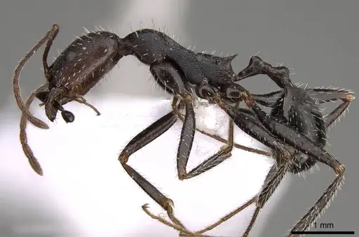 Aphaenogaster karpathica specimen CASENT0914404 image casent0914404_3