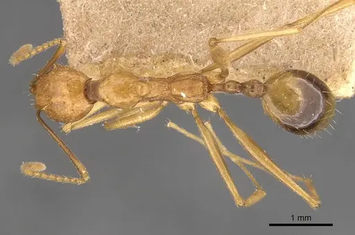 Aphaenogaster kervillei specimen CASENT0907687 image casent0907687_1