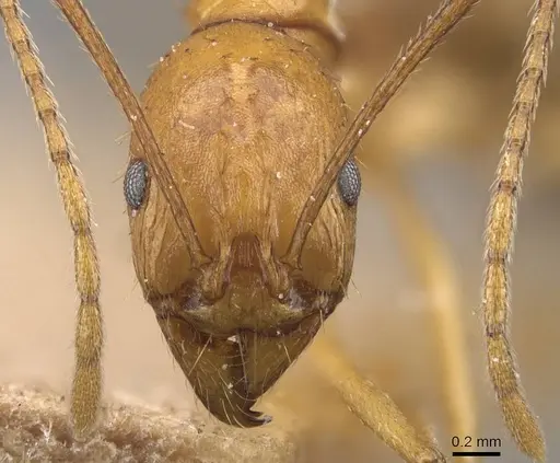 Aphaenogaster kervillei specimen CASENT0907687 image casent0907687_2