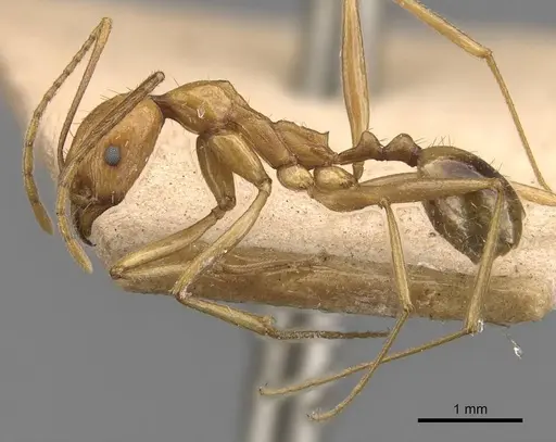 Aphaenogaster kervillei specimen CASENT0907687 image casent0907687_3