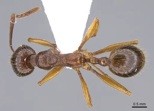 Aphaenogaster kurdica specimen CASENT0923713 image casent0923713_1