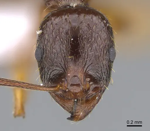 Aphaenogaster kurdica specimen CASENT0923713 image casent0923713_2