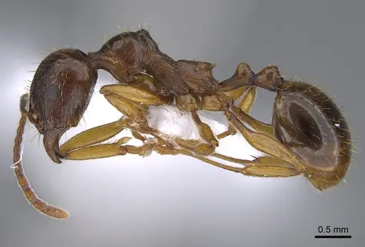 Aphaenogaster kurdica specimen CASENT0923713 image casent0923713_3