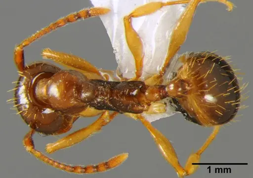 Aphaenogaster kurdica specimen CFH000010 image cfh000010_1