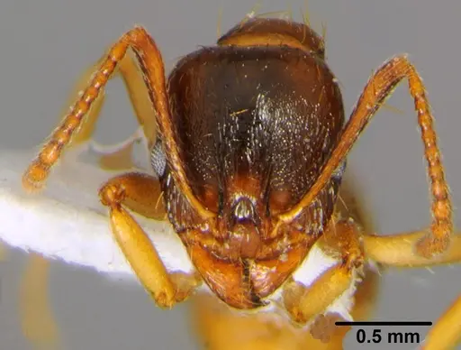 Aphaenogaster kurdica specimen CFH000010 image cfh000010_2