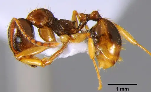 Aphaenogaster kurdica specimen CFH000010 image cfh000010_3