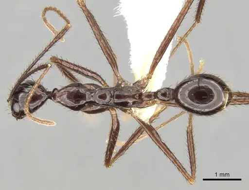 Aphaenogaster laevior specimen CASENT0280949 image casent0280949_1