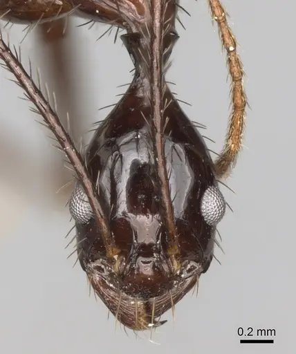 Aphaenogaster laevior specimen CASENT0280949 image casent0280949_2