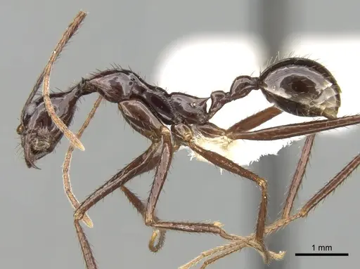 Aphaenogaster laevior specimen CASENT0280949 image casent0280949_3