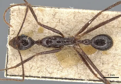 Aphaenogaster laevior specimen CASENT0904187 image casent0904187_1