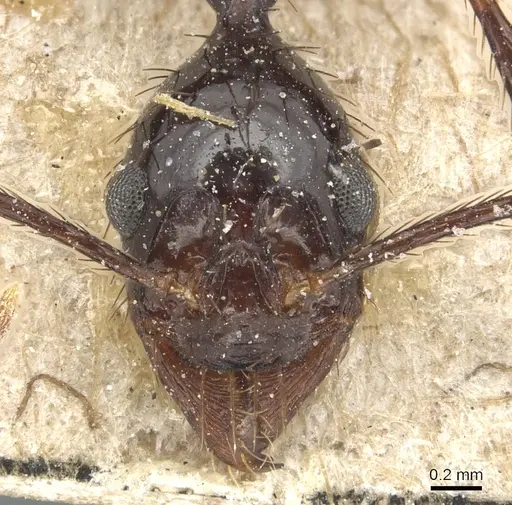 Aphaenogaster laevior specimen CASENT0904187 image casent0904187_2