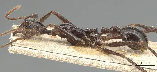 Aphaenogaster laevior specimen CASENT0904187 image casent0904187_3